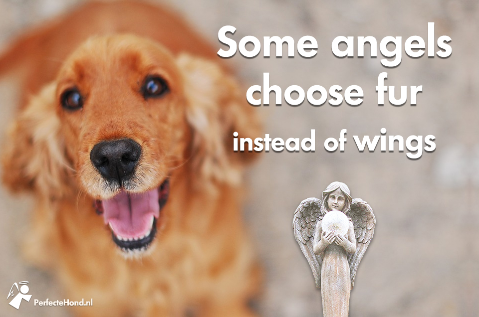 Some angels choose fur instead of wings ?