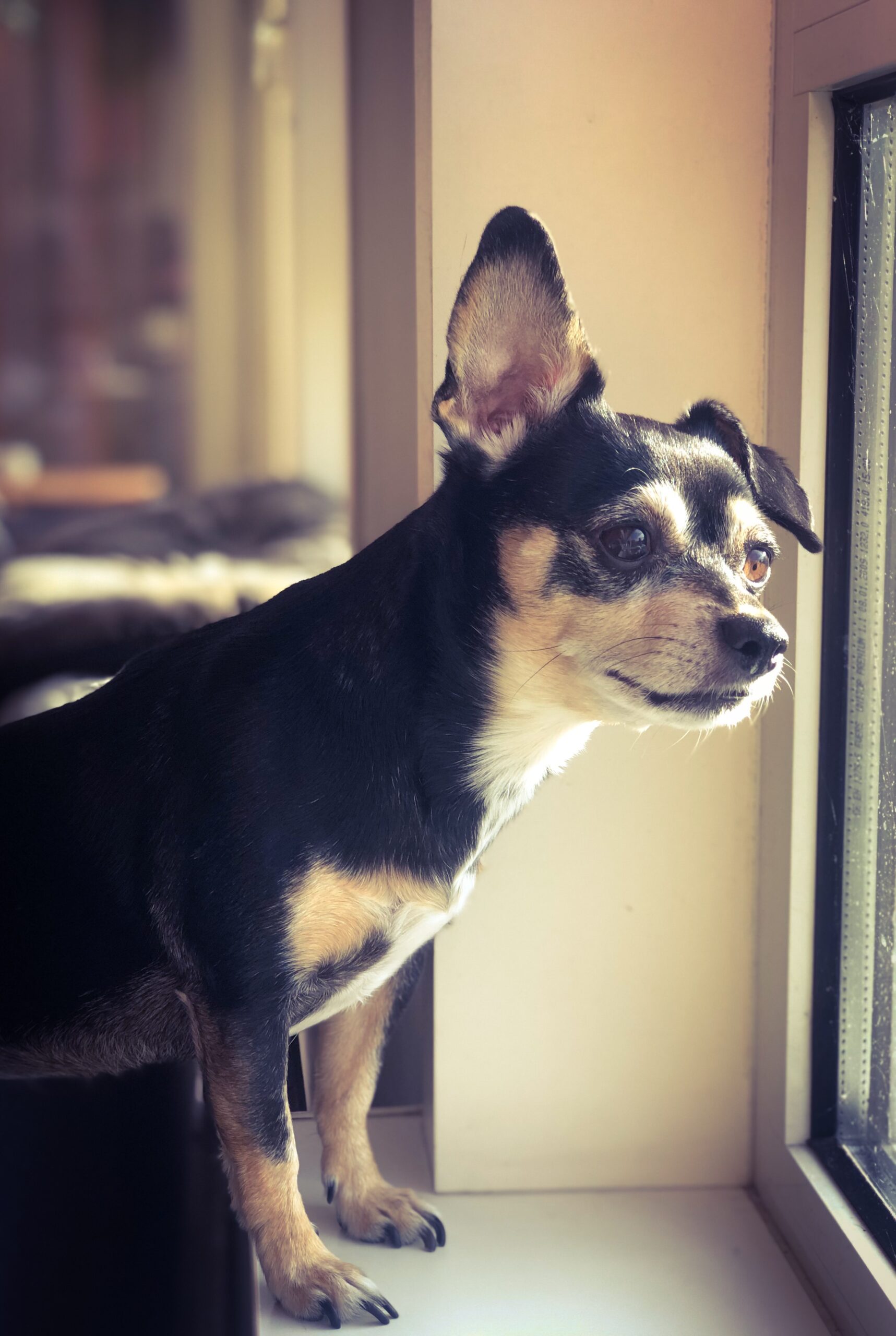 Lola bij het raam