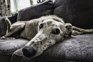 Hond op de bank | 9 fouten bij het trainen van je hond