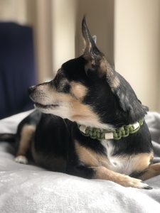 Lola met haar Dexter halsband