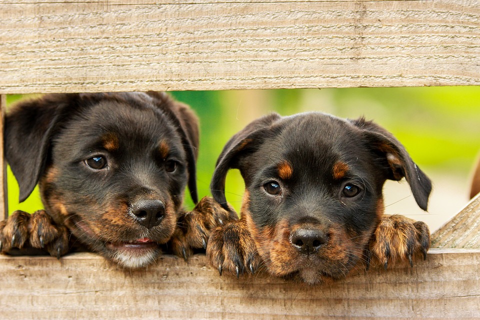 2 schattige honden hopelijk zonder oorproblemen