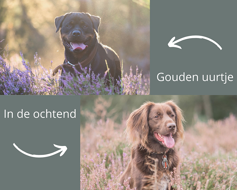 4 tips voor een goede fotografie start: Rottweiler met tegenlicht tijdens gouden uurtje.