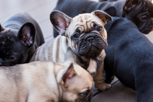 Franse Bulldog puppy's in een groep