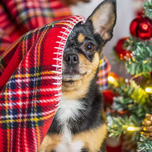 Zijn kerstbomen giftig voor je hond?