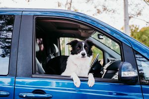 Hond border collie kijkt uit raam van auto