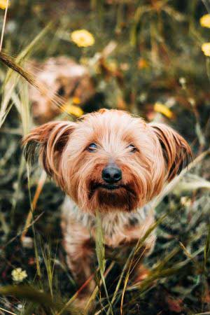 Kleine hond in grasveld | Vakantiechecklist: dit neem je mee voor je hond