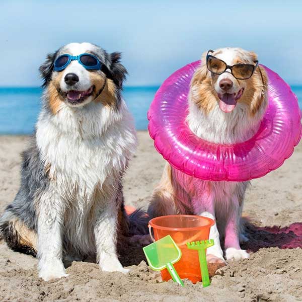Twee honden op het strand | De mooiste losloopgebieden in provincie Zuid-Holland