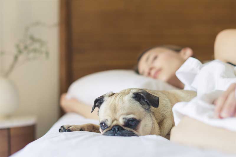 De voor- en nadelen van slapen met je hond