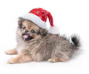Klein hondje met kerstmuts op | Hond Kerst