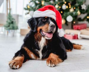 Een kwispelende kerst met je hond