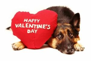 Duitse herder met knuffel in de vorm van een hart met de tekst Happy Valentine's Day