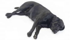 Brancard honden | Hondenbank kopen