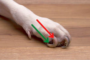 Honden nagels knippen in 3 stappen