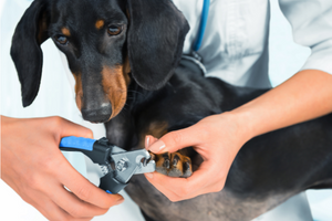 Hond waarvan de nagels geknipt worden | Honden nagels knippen in 3 stappen
