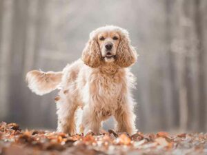 Honden in het bos | Hondenfotografie