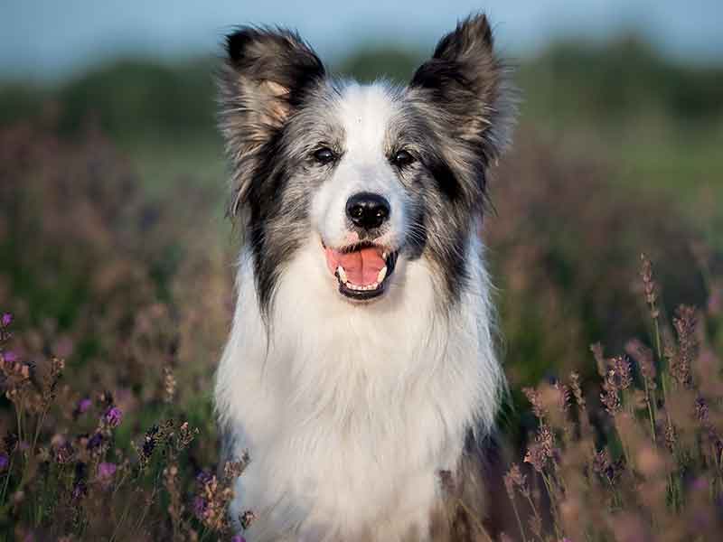 Honden in een veld met lavendel | Hondenfotografie
