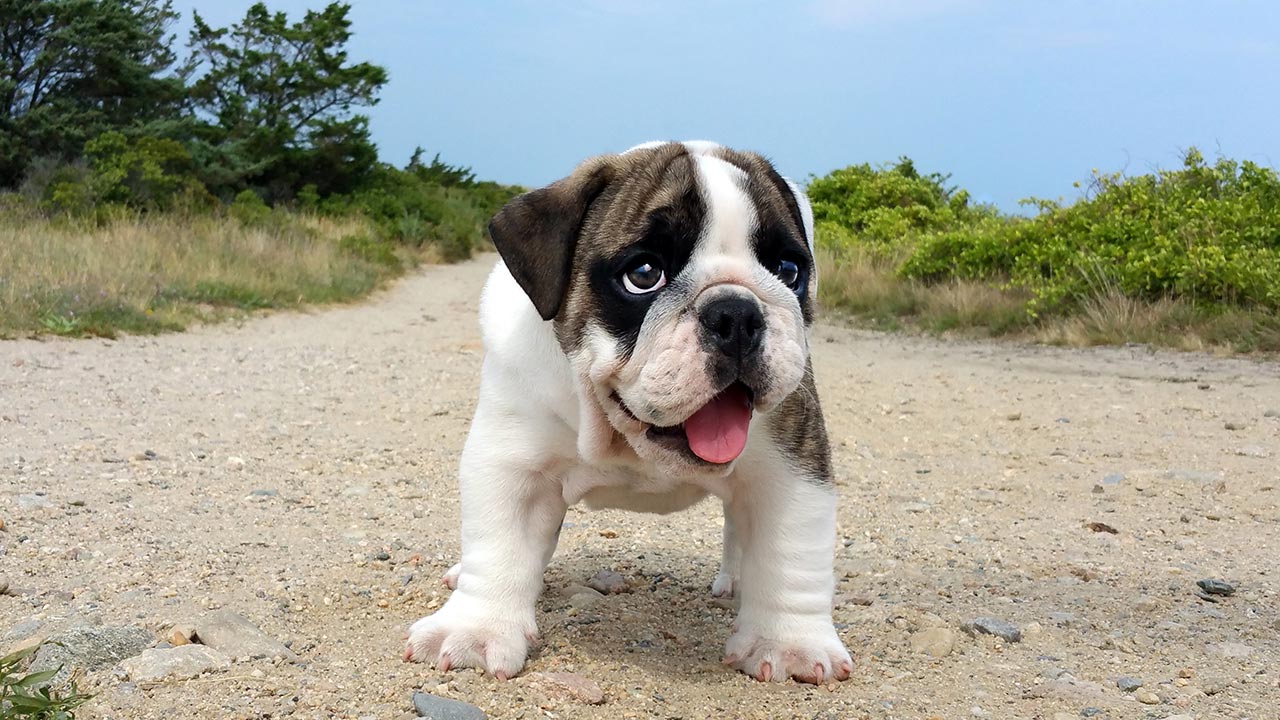 De mooiste losloopgebieden in de provincie Gelderland | Schattige Bulldog Pup