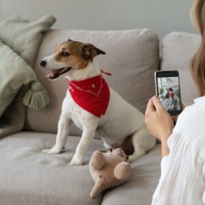 5 Tips voor het Instagram account van je hond!
