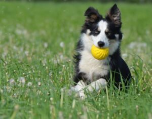 Bordercollie die een gele bal door het gras apporteert
