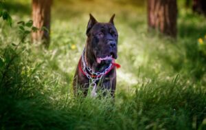 Een Cane Corso in het gras