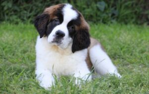 Sint Bernard puppy liggend op een grasveld