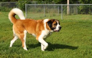 Sint Bernard op een grasveld aan het rennen.
