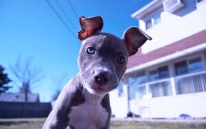 Pitbull puppy