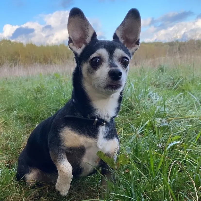 Lola zit in het gras met haar oren rechtop.